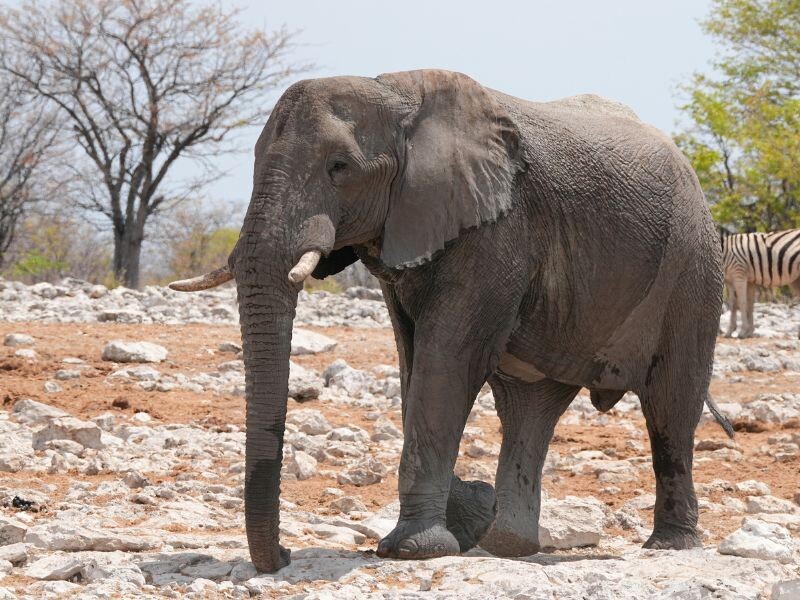 Namibia Botswana Simbabwe | Die große Afrika- Expedition - Namibia