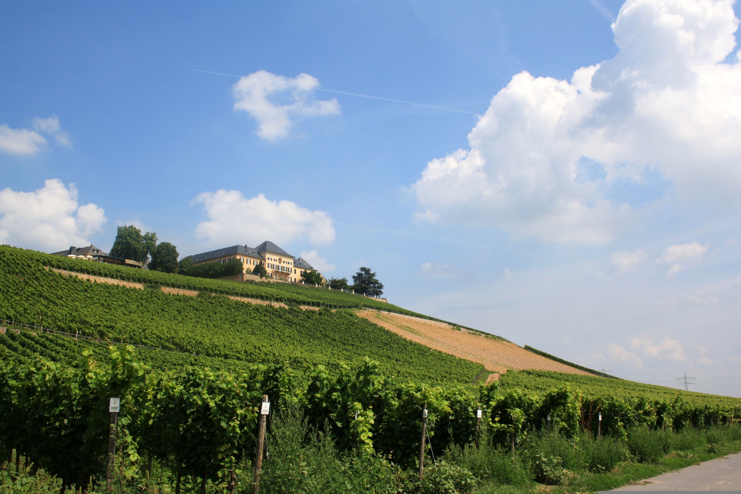 vicampoweinbilder-johannisberg-castle-439311.jpg