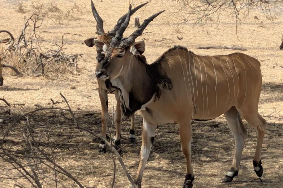 Antilope